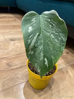 Monstera variegata - 5