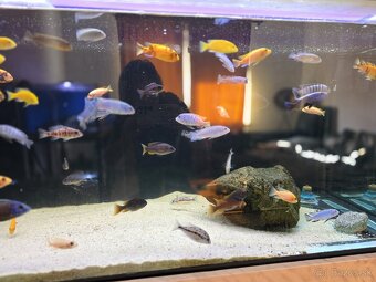 Africké cichlidy - 5