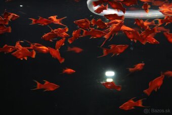 ⛔️Xiphophorus Helleri Red Ruby⛔️ - 5