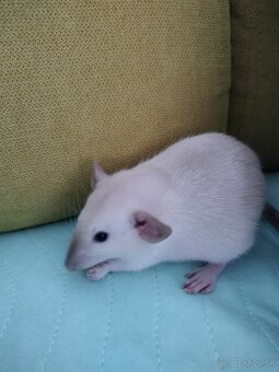 Klietka s dvomi potkaníkmi - 5