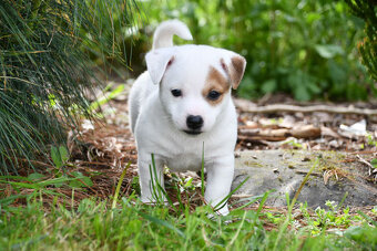 Jack Russell Terrier stenatka s PP - 5