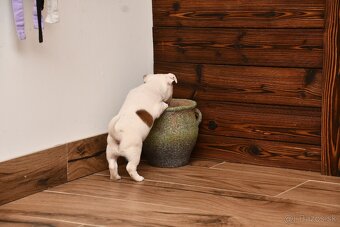 Jack Russell Terrier stenatka s PP - 5