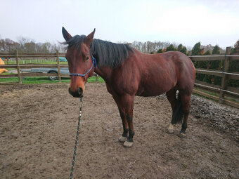 AQH valach - 5