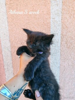 Mainska myvalia mačka - mačiatka Maine coon - 5