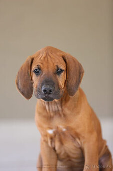 Rhodesian Ridgeback šteniatka s PP IHNEĎ K ODBERU - 5