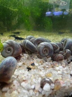 Slimák | Kotuľka | Planorbella Duryi Duryi - 5