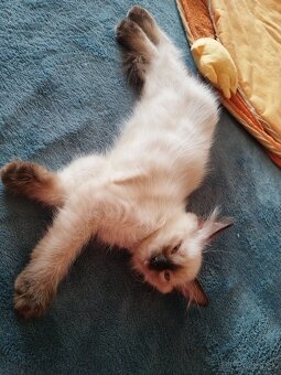 Ragdoll mačička - 5