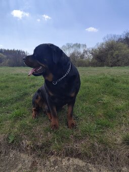 Rotvajler na krytie - 5