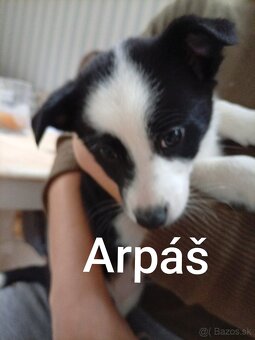 Border kolia šteniatka - 5