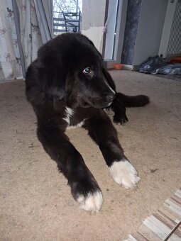 Stredoazijsky ovčiak - 5