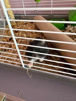 Škrečkovia samci - 5