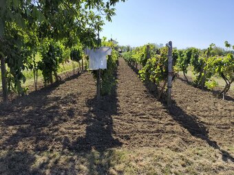 Vinica do užívania - 5