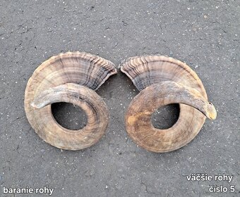 Trofeje, rohy 25-70cm - 5