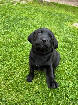 Šteniatko Labrador X Ridžbek - 5