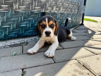 Beagle - 5