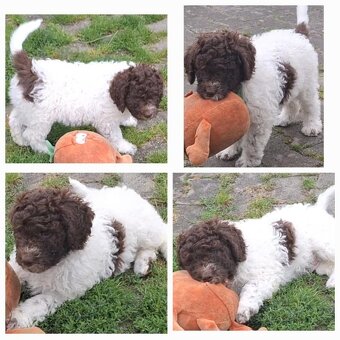Lagotto romagnolo - pejsek - 5