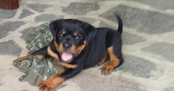 Šteniatka Rottweilera Rotvajler Rtw s PP na predaj 🐾 - 5