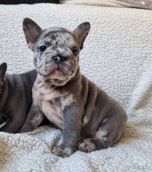 Francúzsky buldoček - 5