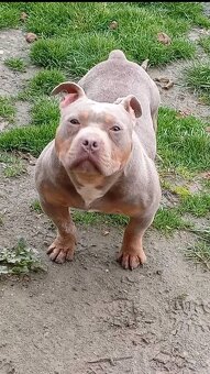 American bully pocket - 5