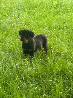 Rottweiler, rtw, rotvajler - 5