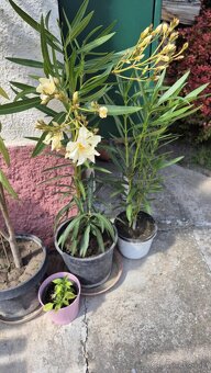 Ponúkam oleander - 5