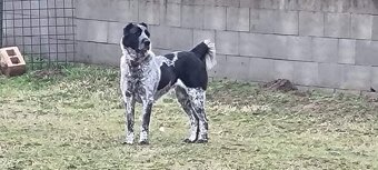 Stredoázijský ovčiak - šteniatka s PP - 5