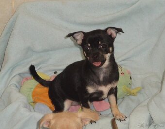 čivava krátkosrstá - 5