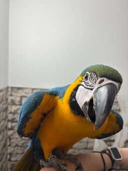 Ara ararauna - 5
