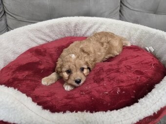 Cavapoo - 5