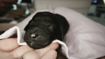 ❤️ Kráľovský pudel Veľký Pudlík zelený obojok ❤️ - 5