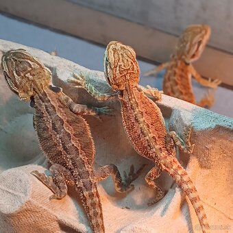 Agama bradatá - 5