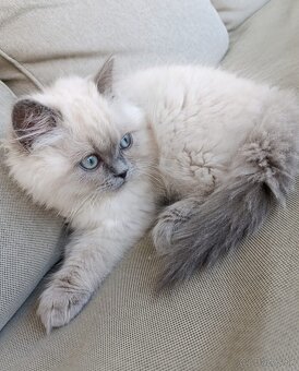 Ragdoll  250€ - 5
