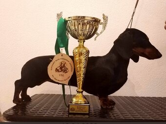 Jazvečík hladkosrstý trp/kr. - 5