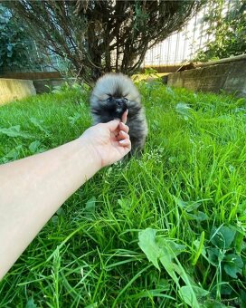 Pomeranian mini šable - 5
