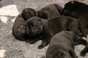 Nemecký ovčiak  s PP - 5