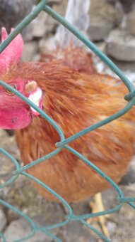 Predam kohuta kohutov - 5