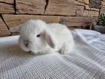 Minilop, zakrslý králik - 5