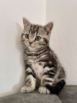 Britské mačiatka - Whiskas - 5
