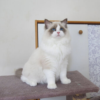 Ragdoll kocourci s průkazem původu k odběru - 5