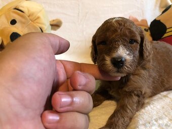Mini goldendoodle - 5