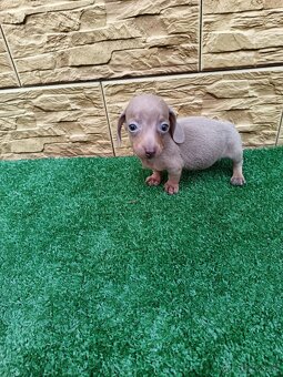 Jazvecìk trpaslici - 5