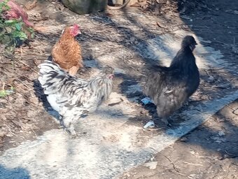 Kohútik hodvaábničky - 5