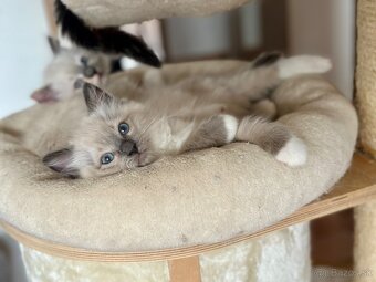 Ragdoll mačiatka - 5