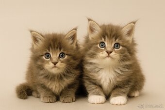 Mainska mývalia, maine coon, MCO - 5