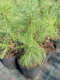 Borovica Rumelská - 5