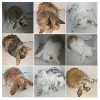 Predám zdrobnelé králiky, - 5