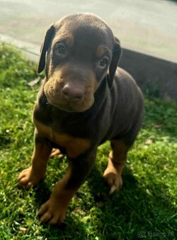 Doberman - 5