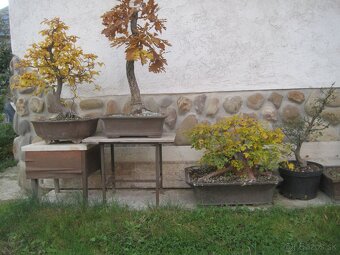 BONSAI,BONSAJ-DUB11 - 5