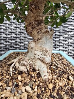 Bonsai Olivovnik Europsky - 5