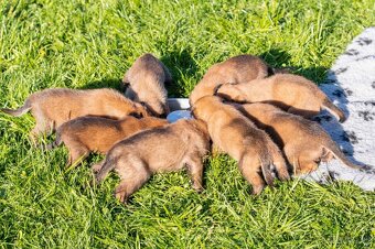Belgický ovčiak Malinois s PP - 5